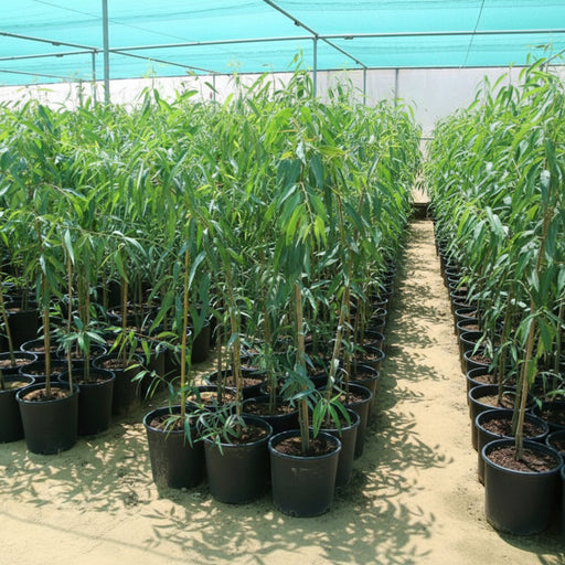 Eucalyptus Camaldulensis 2.0 - 2.5m - Greensouq - 