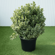 Euonymus Japonica Albomarginatus / Green Rocket 0.6-0.8m - Greensouq -