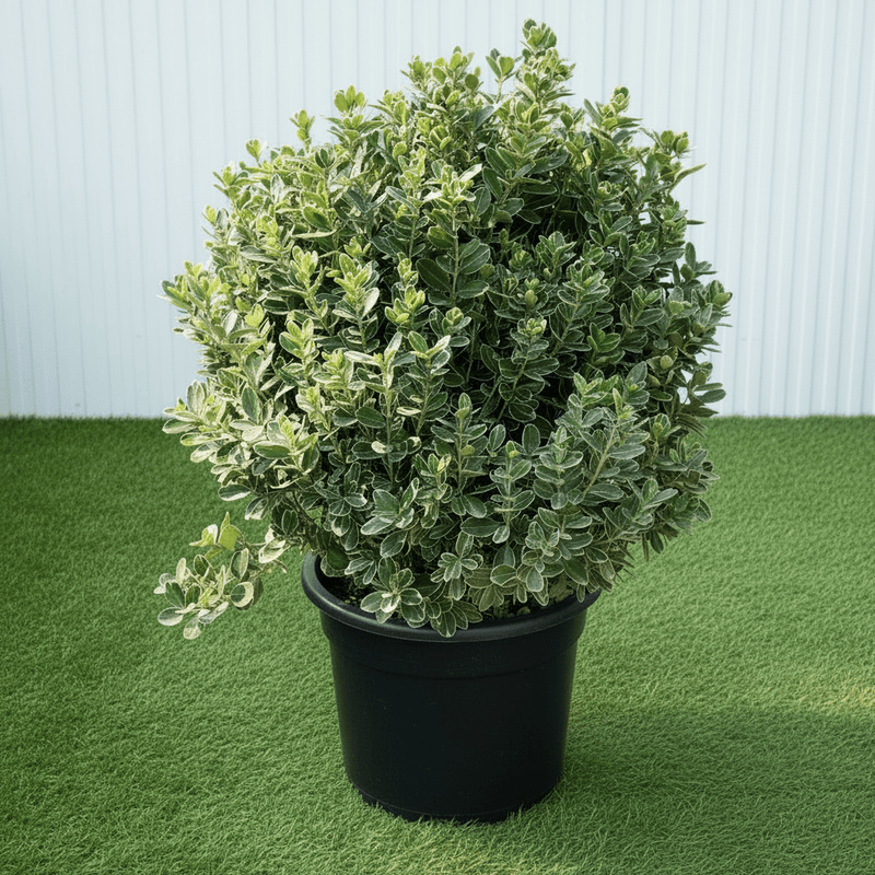 Euonymus Japonica Albomarginatus / Green Rocket 0.6-0.8m - Greensouq -