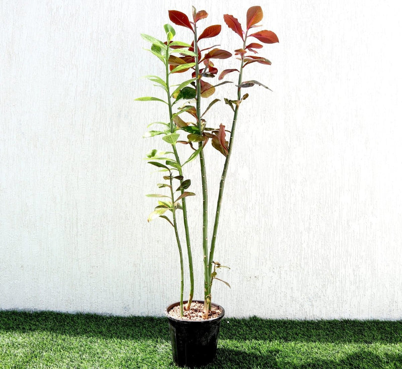 Euphorbia Grantii "Rubra" | African Milk Bush 0.8 - 1.0m - Greensouq - 