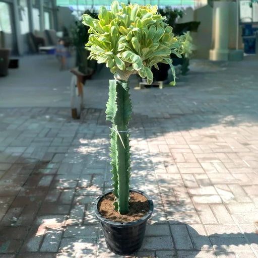 euphorbia lactea cristata