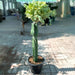euphorbia lactea cristata