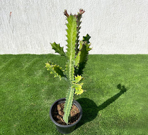 Euphorbia lactea or Dragoon bones tree 0.5 - 0.7m - Greensouq - 