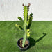 Euphorbia lactea or Dragoon bones tree 0.5 - 0.7m - Greensouq - 