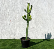 Euphorbia lactea or Dragoon bones tree 0.5 - 0.7m - Greensouq - 