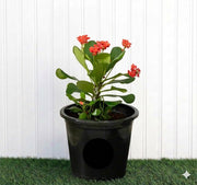 Euphorbia Millii - Crown of Thorns (25 - 35cm) | UAE Top Plants! - Greensouq - 