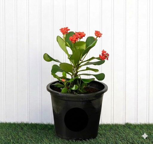 Euphorbia Millii - Crown of Thorns (25 - 35cm) | UAE Top Plants! - Greensouq - 