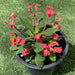 Euphorbia Millii Or Crown of Thorns 25 - 35cm - Greensouq - 
