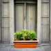 Euphorbia Millii Or Crown of Thorns 25 – 35cm | Cosmoplast Planter - Greensouq - 