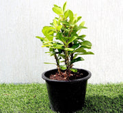 Euphorbia Millii White "Crown of Thorns" 0.25 - 0.35m - Greensouq - 