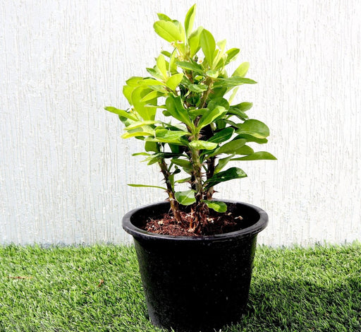 Euphorbia Millii White "Crown of Thorns" 0.25 - 0.35m - Greensouq - 