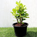 Euphorbia Millii White "Crown of Thorns" 0.25 - 0.35m - Greensouq - 