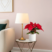 Euphorbia Pulcherrima (Titan Red) Or Poinsettia 30 - 40cm - Greensouq - 