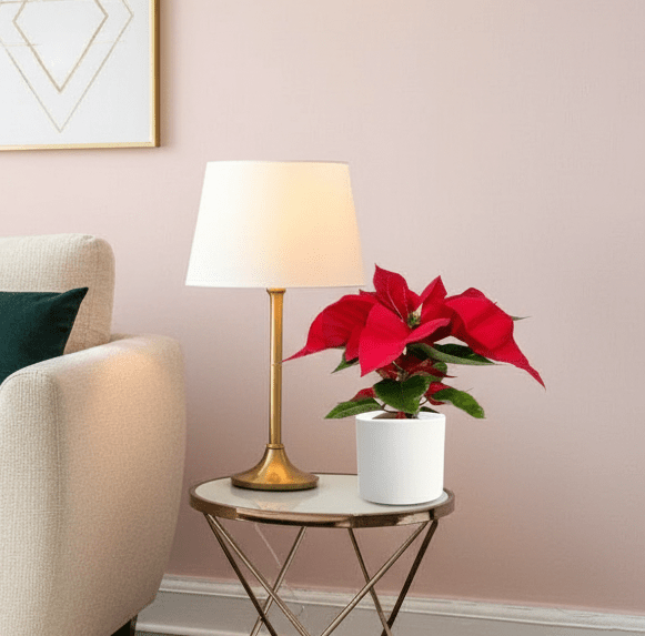 Euphorbia Pulcherrima (Titan Red) Or Poinsettia 30 - 40cm - Greensouq - 