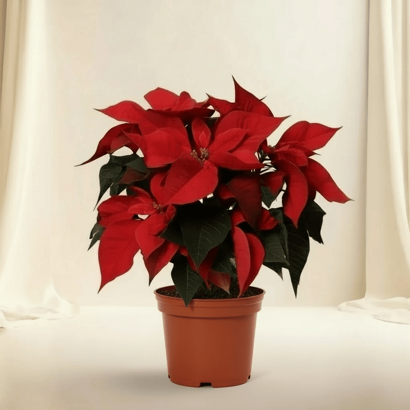 Euphorbia Pulcherrima (Titan Red) Or Poinsettia 30 - 40cm - Greensouq - 