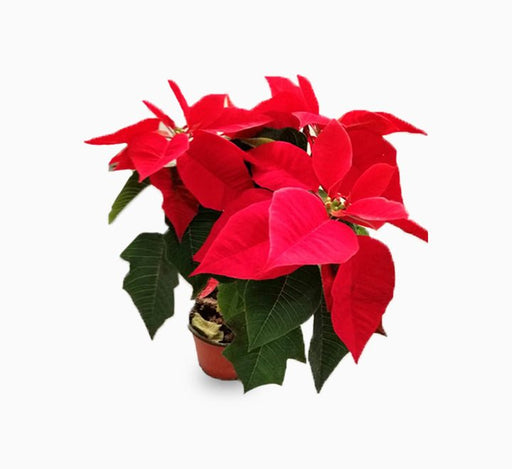 Euphorbia Pulcherrima (Titan Red) Or Poinsettia 30 - 40cm - Greensouq - 