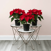 Euphorbia Pulcherrima (Titan Red) Or Poinsettia 30 - 40cm - Greensouq - 