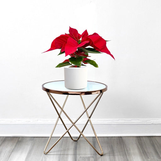 Euphorbia Pulcherrima (Titan Red) Or Poinsettia 30 - 40cm - Greensouq - 