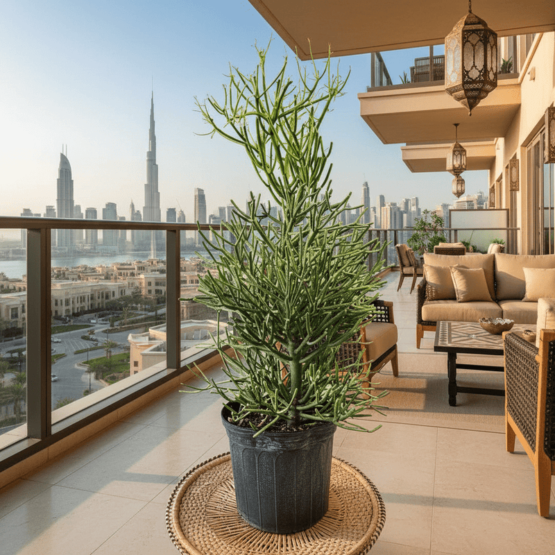 Euphorbia tirucalli or Pencil Cactus , Strong Outdoor Cactus Plant - Greensouq - 