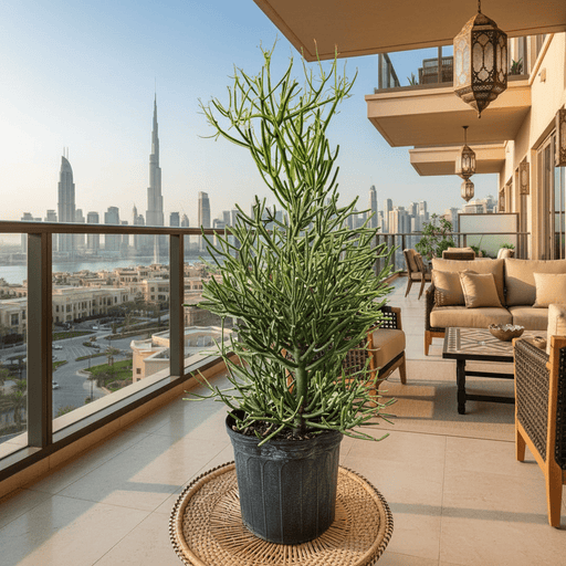 Euphorbia tirucalli or Pencil Cactus , Strong Outdoor Cactus Plant - Greensouq - 