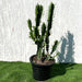 Euphorbia Trigona | Candelabra Cactus 0.6 - 0.8m - Greensouq - 