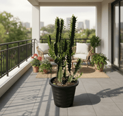 Euphorbia Trigona | Candelabra Cactus 0.6 - 0.8m - Greensouq - 
