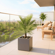 European Fan Palm in Grp Pot 50x50x50 | UAE's Stunning Tropical Palm! - Greensouq - 