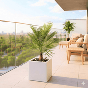 European Fan Palm in Grp Pot 50x50x50 | UAE's Stunning Tropical Palm! - Greensouq - 