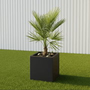 European Fan Palm in Grp Pot 50x50x50 | UAE's Stunning Tropical Palm! - Greensouq - 