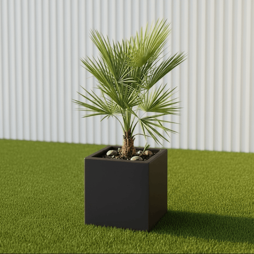 European Fan Palm in Grp Pot 50x50x50 | UAE's Stunning Tropical Palm! - Greensouq - 