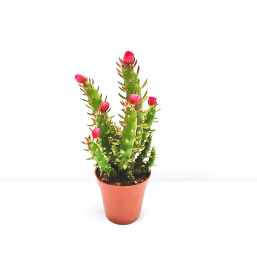 Eve's pin Cactus | Opuntia Subulata Indoor 5 - 8cm - Greensouq - 