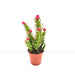 Eve's pin Cactus | Opuntia Subulata Indoor 5 - 8cm - Greensouq - 