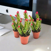 Eve's Pin Cactus | Opuntia Subulata Indoor 5 - 8cm - Greensouq - 
