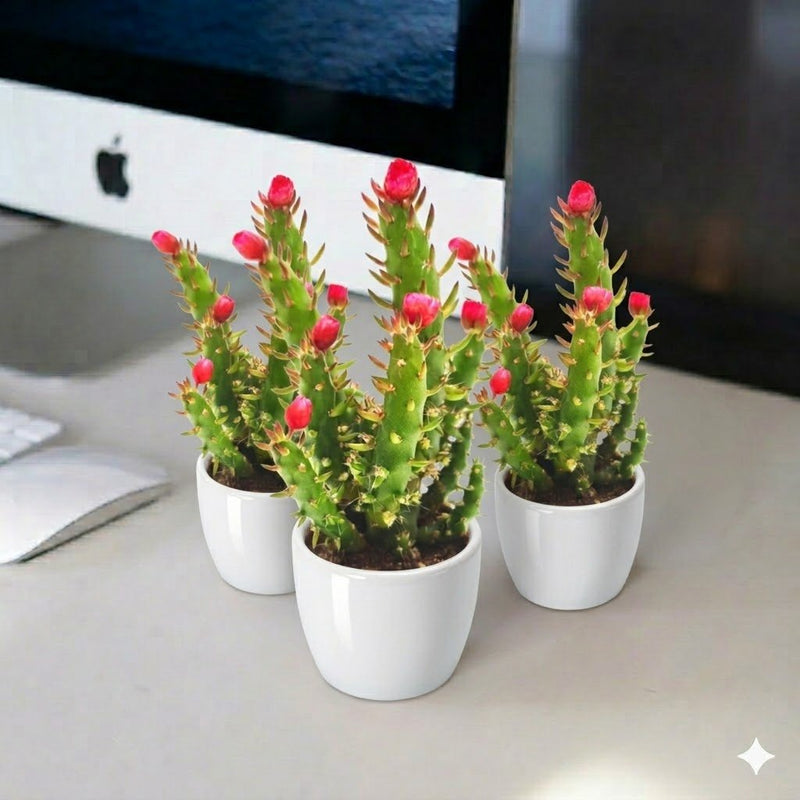 Eve's Pin Cactus | Opuntia Subulata Indoor 5 - 8cm - Greensouq - 