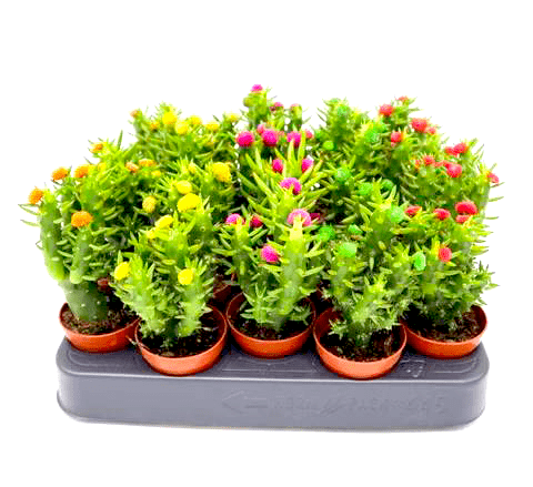 Eve's pin Cactus | Opuntia Subulata Indoor 5 - 8cm - Greensouq - 