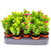 Eve's pin Cactus | Opuntia Subulata Indoor 5 - 8cm - Greensouq - 