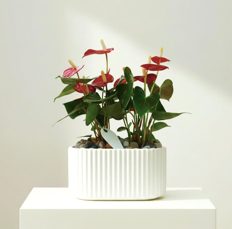 Exquisite White Fluted Pot Flamingo Flower 30 - 40cm (Suitable as Gift) - Greensouq - 