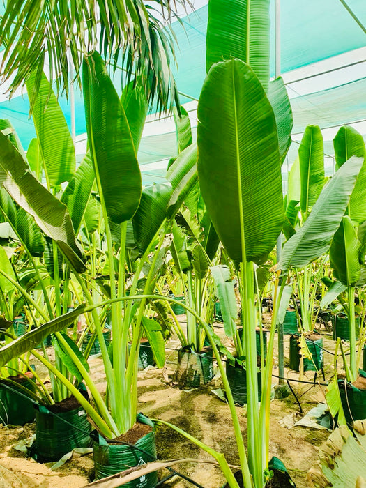 Ravenala Madagascariensis "Traveller's Palm"