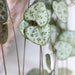 Ceropegia woodii or String of Hearts