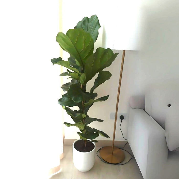 Ficus Lyrata