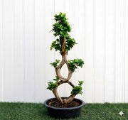 Ficus "8" Bonsai Tree | Unique Twisted Trunk Design | Indoor House Plant 60 - 80cm - Greensouq - 