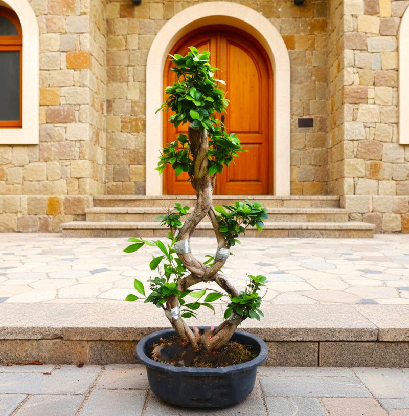 Ficus "8" Bonsai Tree | Unique Twisted Trunk Design | Indoor House Plant 60 - 80cm - Greensouq - 