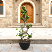 Ficus "8" Bonsai Tree | Unique Twisted Trunk Design | Indoor House Plant 60 - 80cm - Greensouq - 