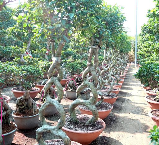 Ficus 8 - Shape Nitida Bonsai | Ficus Nitida Bonsai 1.5 - 1.8m - Greensouq - 