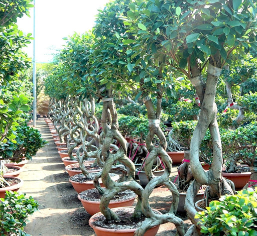 Ficus 8 - Shape Nitida Bonsai | Ficus Nitida Bonsai 1.5 - 1.8m - Greensouq - 