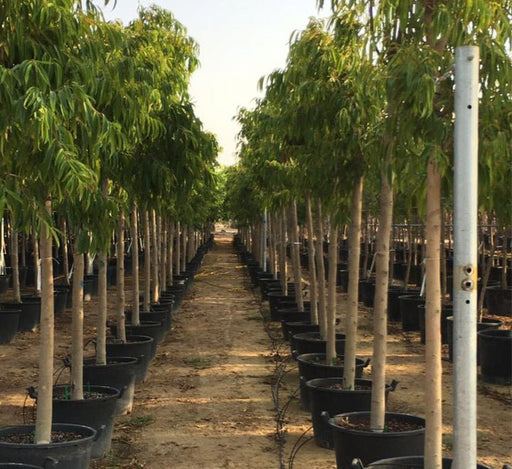Ficus alii Amstel Queen "Long Leaf Ficus" 1.7 - 4.0m - Greensouq - 