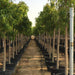 Ficus alii Amstel Queen "Long Leaf Ficus" 1.7 - 4.0m - Greensouq - 