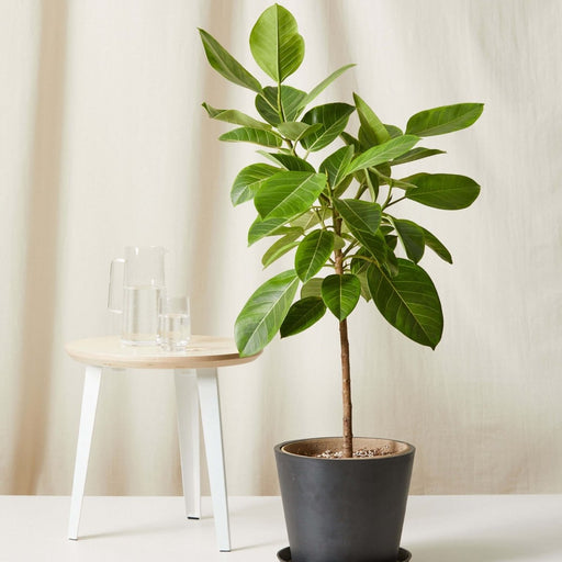 Ficus Altissima "Council Tree" - Greensouq - 