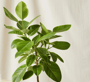 Ficus Altissima "Council Tree" - Greensouq - 