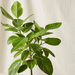 Ficus Altissima "Council Tree" - Greensouq - 